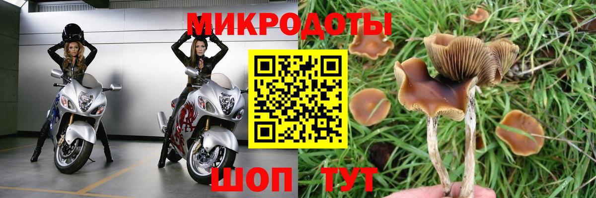 Галлюциногенные грибы Cubensis  купить наркоту  Волгоград  Вход с VPN 
